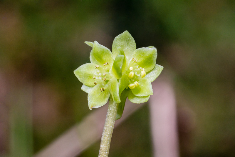 Adoxa moschatellina / Moscatella